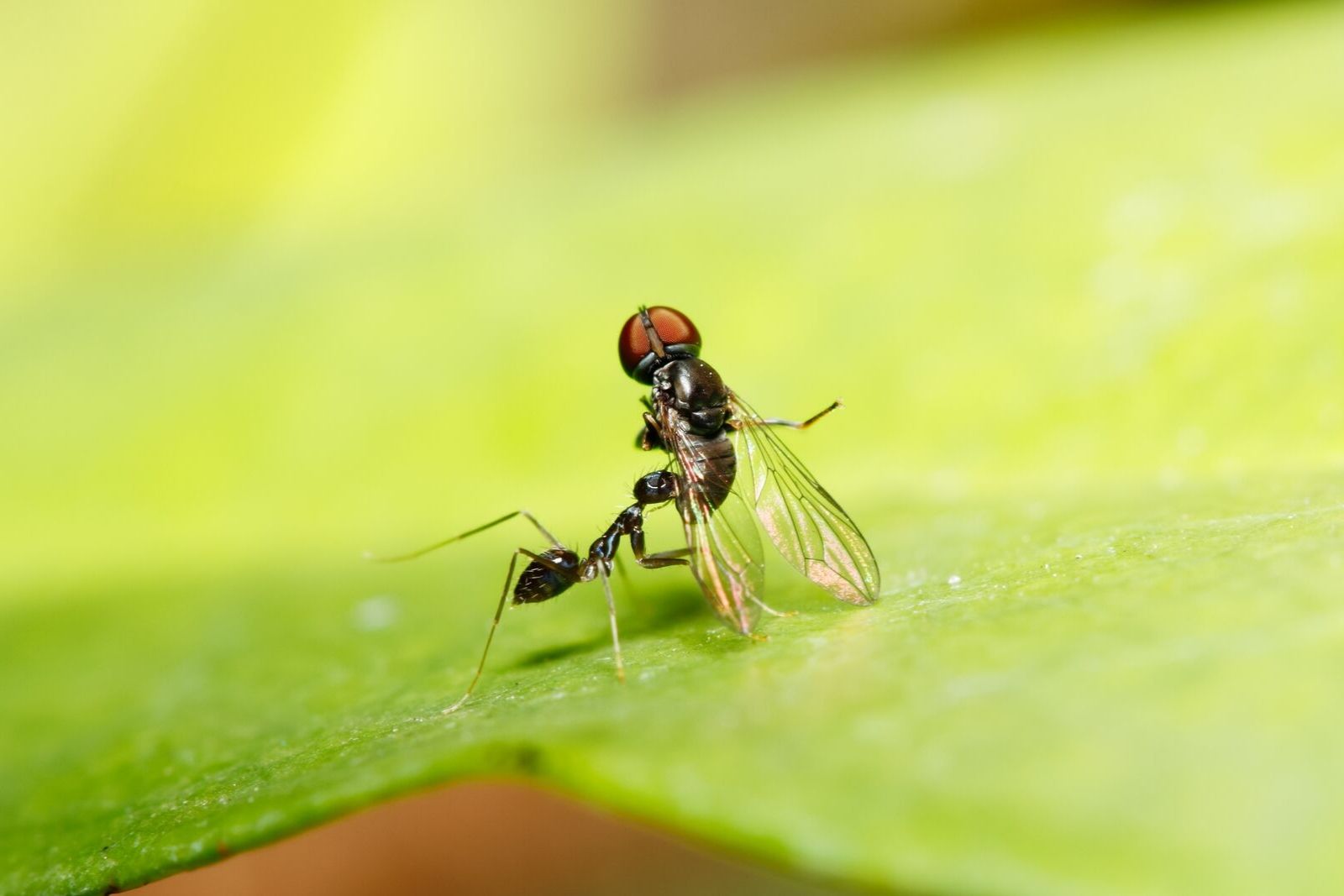 Ants Know Your Pests Armor Pest Control