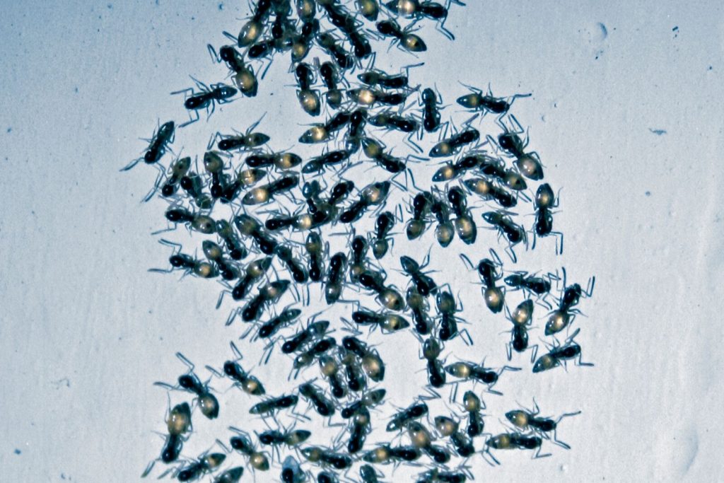 Ants Know Your Pests Armor Pest Control