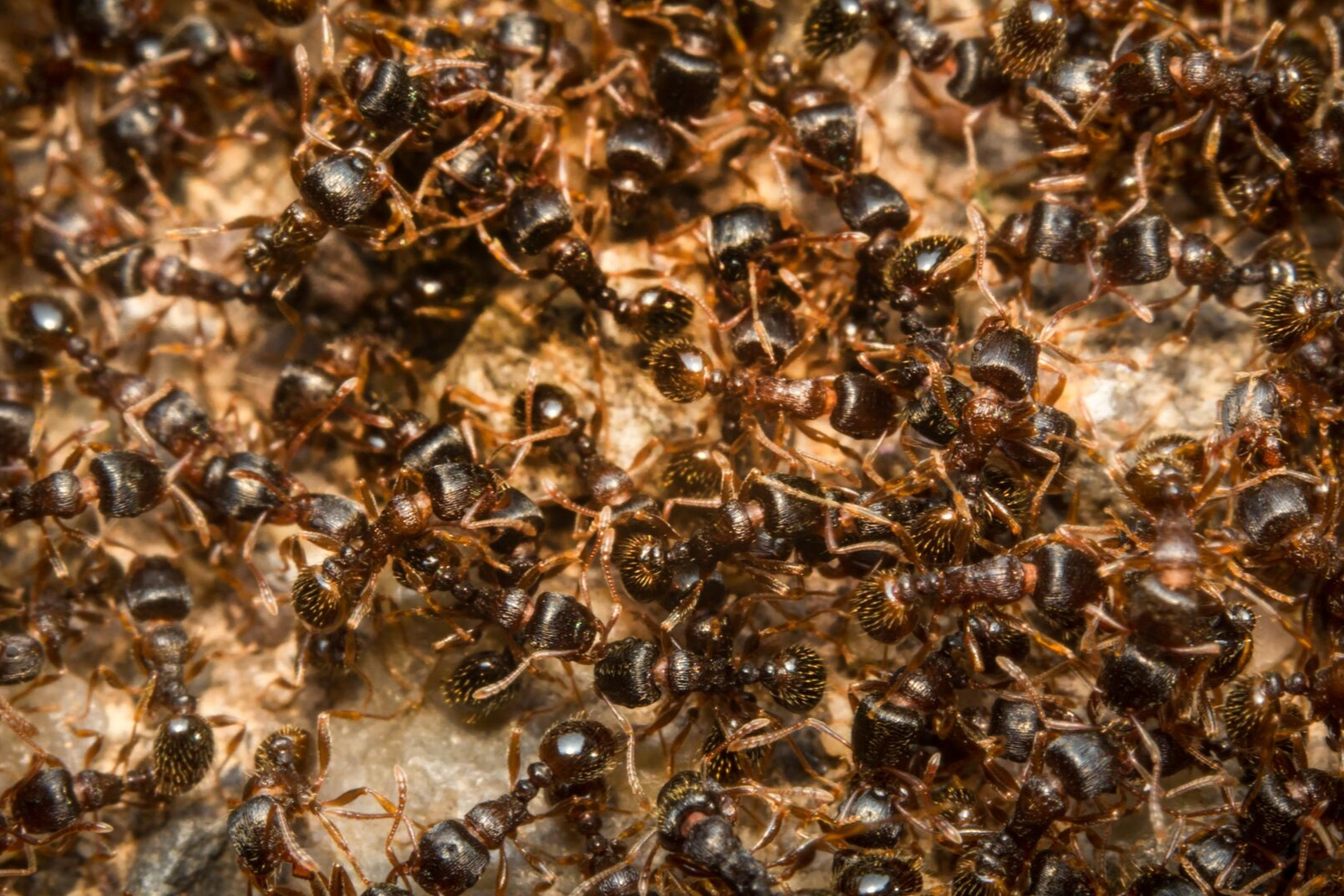 Ants Know Your Pests Armor Pest Control