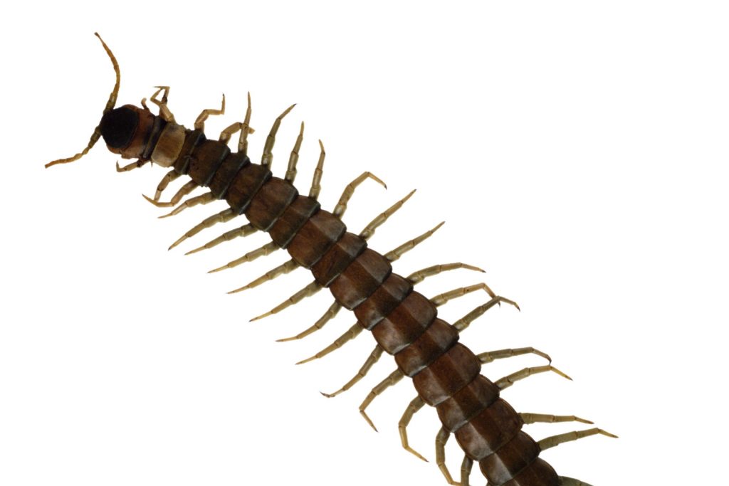 Occasional Invaders Know Your Pests Armor Pest Control