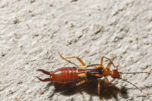 A close up of an earwig crawling on a concrete floor