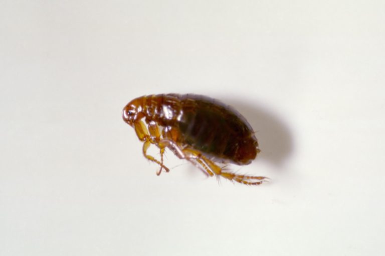 A side view of a brown flea laying on a white background