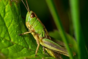Close up of a green grasshopper resting on a green leaf