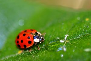 Red lady beetle with black spots crawling on a green leaf