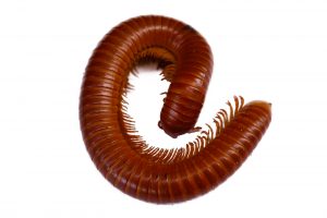 A brown millipede curled up in a oval shape on a white background