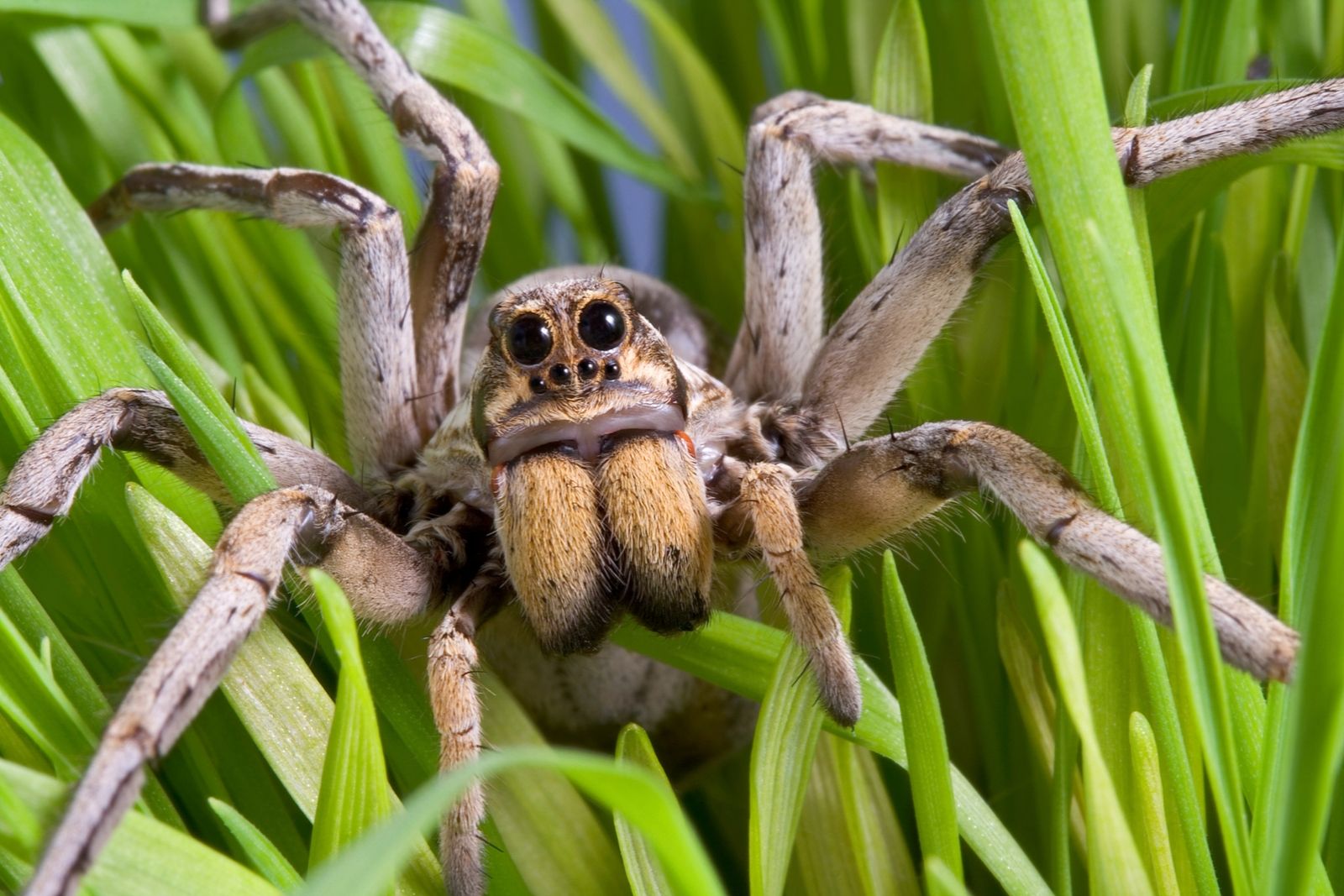 Spiders Know Your Pests Armor Pest Control