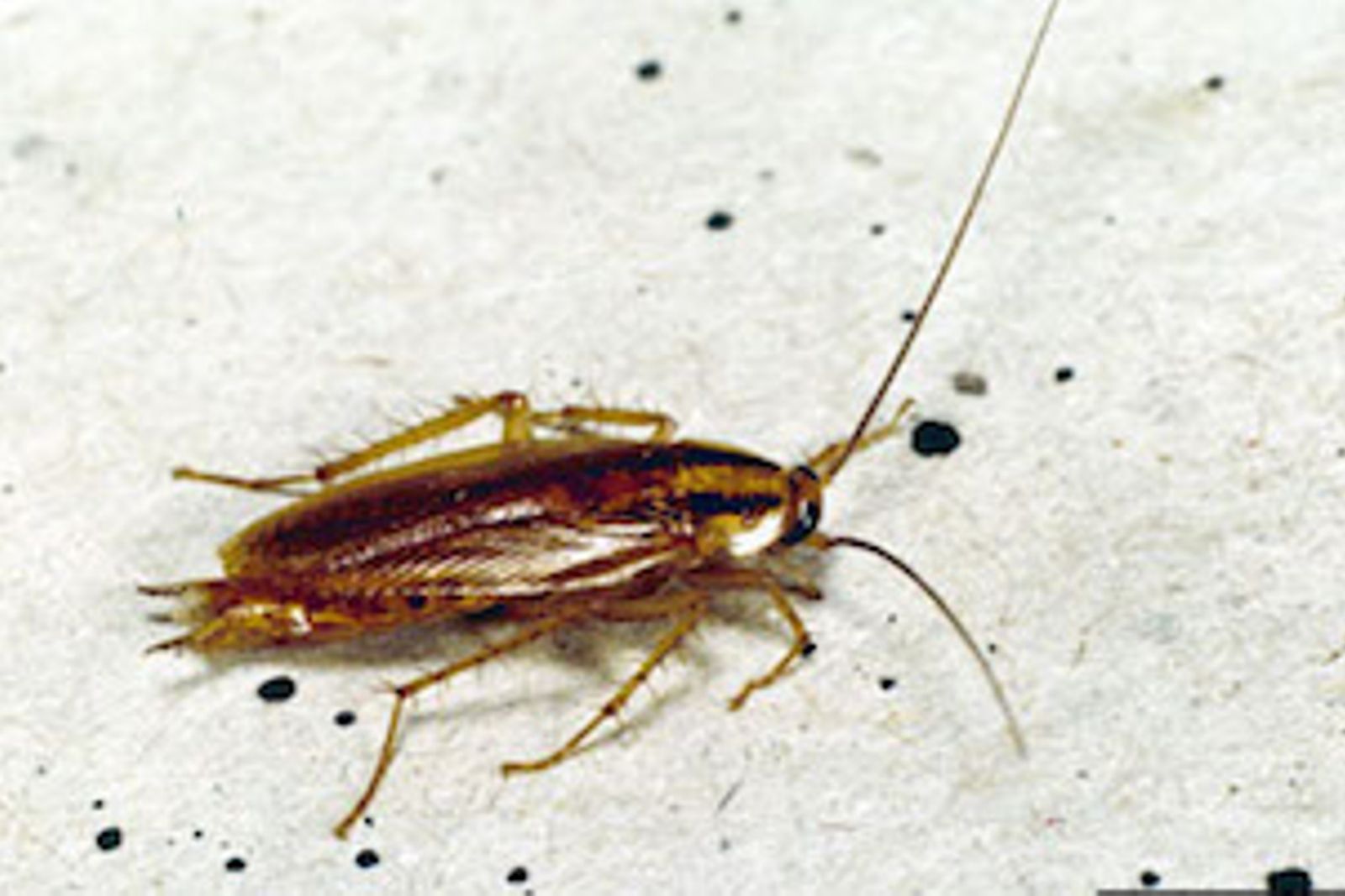 Cockroaches Know Your Pests Armor Pest Control