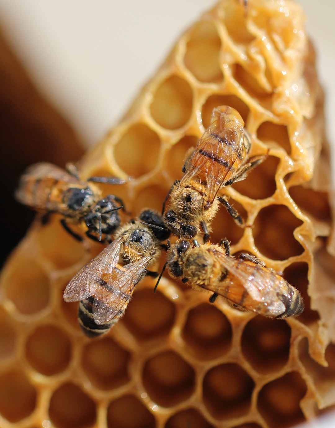honeybees on a honey comb