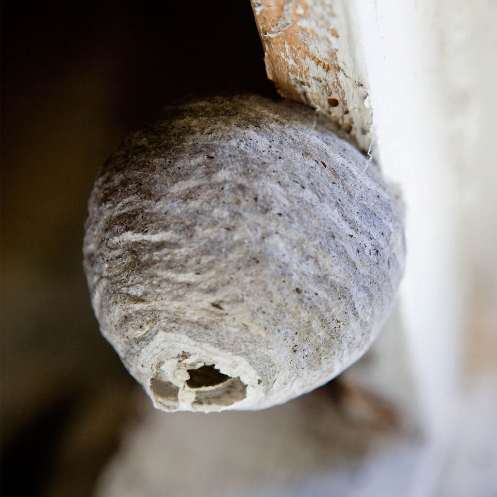 A paper wasp nest attached to a white wooden board.